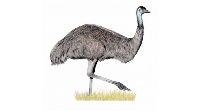 Emu australiano